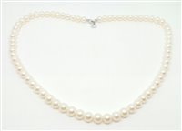 Collana Bliss Donna Perle Akoya in Oro Perla 20067233 - 20067233